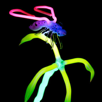 mouche-fleur