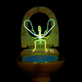 plongeon-wc